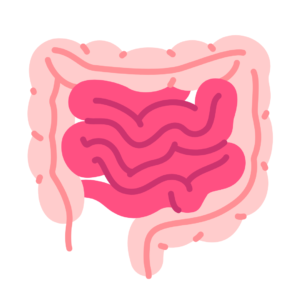The Gut-Heart Axis